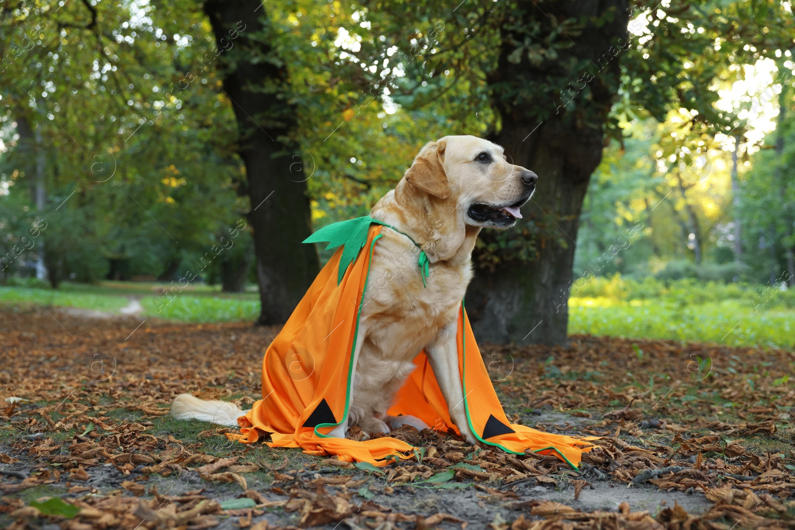 Photo of Cute Labrador Retriever dog wearing Halloween costume sitting in autumn park