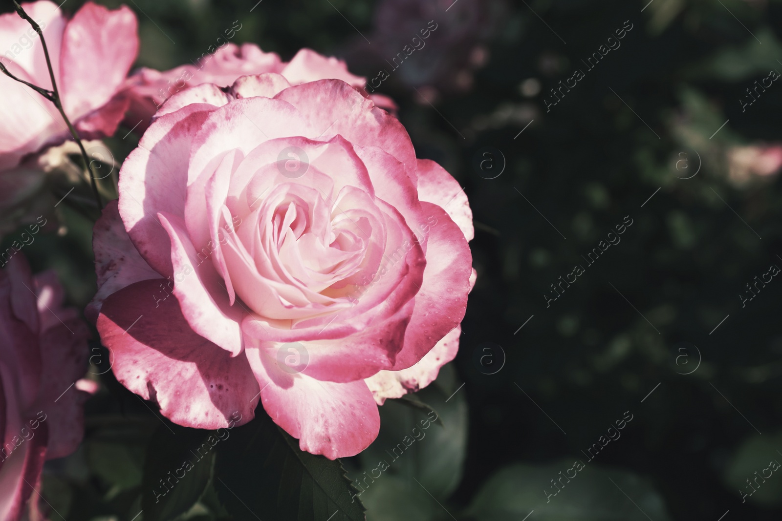 Image of Beautiful blooming pink roses on bush outdoors, closeup