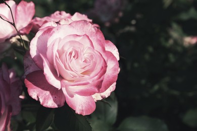 Image of Beautiful blooming pink roses on bush outdoors, closeup