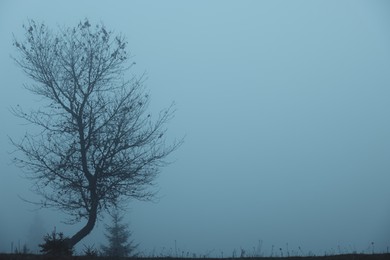 Photo of Beautiful tree outdoors in foggy morning, space for text