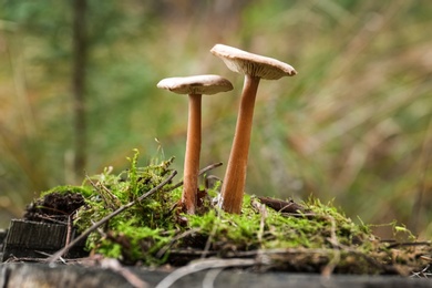 Mushrooms growing in wilderness on autumn day, closeup