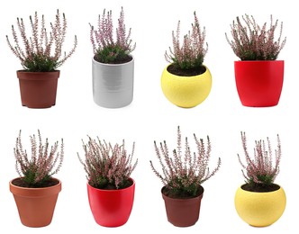 Image of Heathers with beautiful flowers in pots on white background, collage