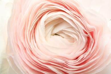 Photo of Beautiful ranunculus flower as background, macro view