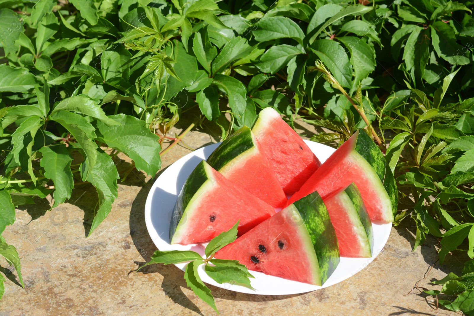 Photo of Slices of watermelon on white plate near plant with green leaves outdoors