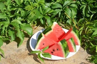 Photo of Slices of watermelon on white plate near plant with green leaves outdoors