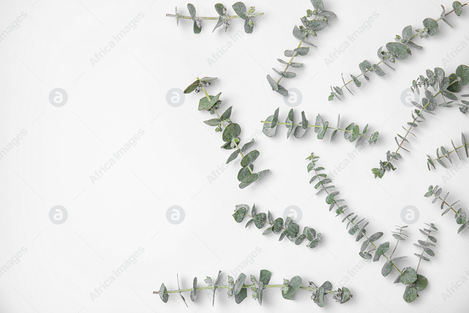 Photo of Fresh eucalyptus leaves on white background, top view