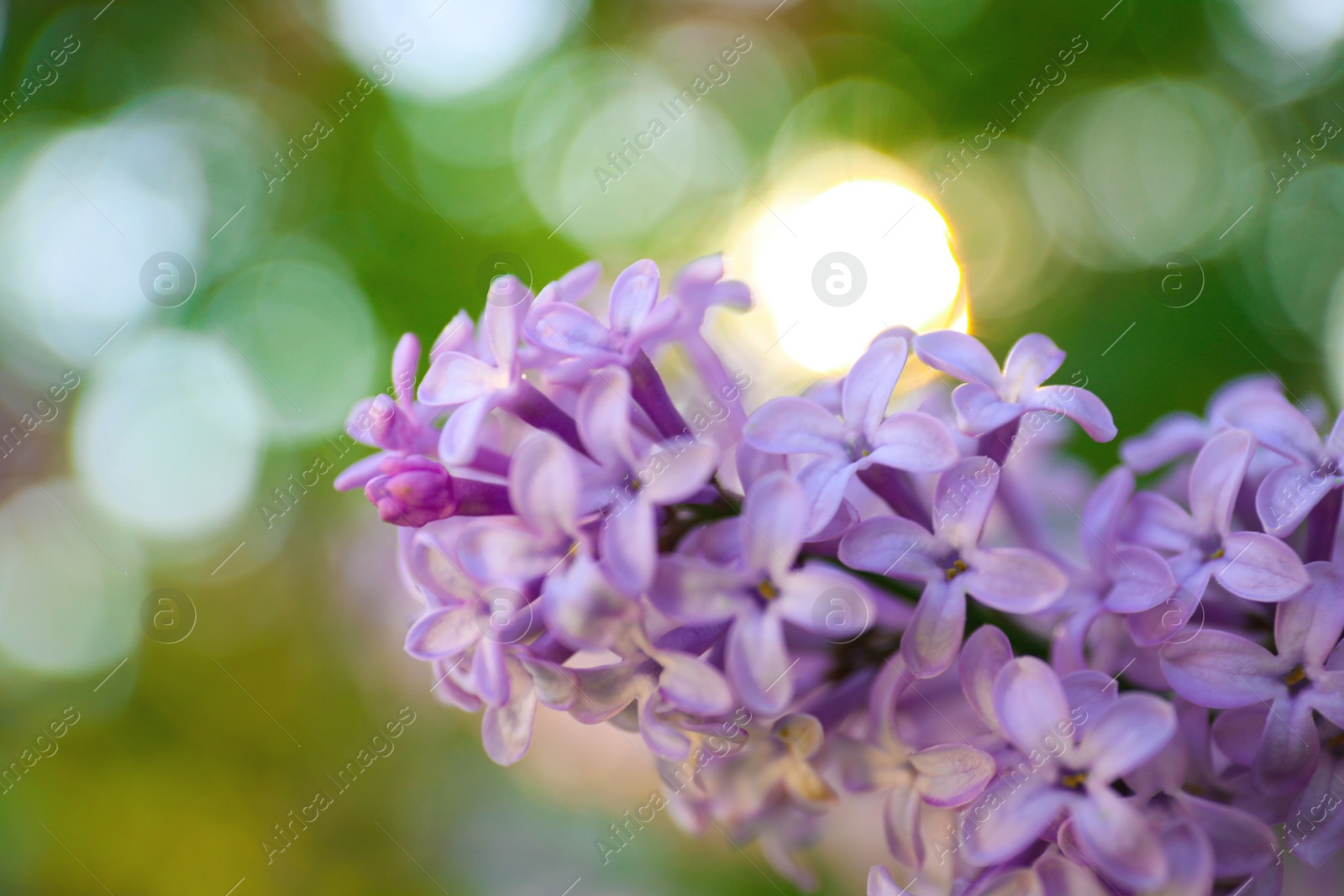 Photo of Closeup view of beautiful blossoming lilac shrub outdoors