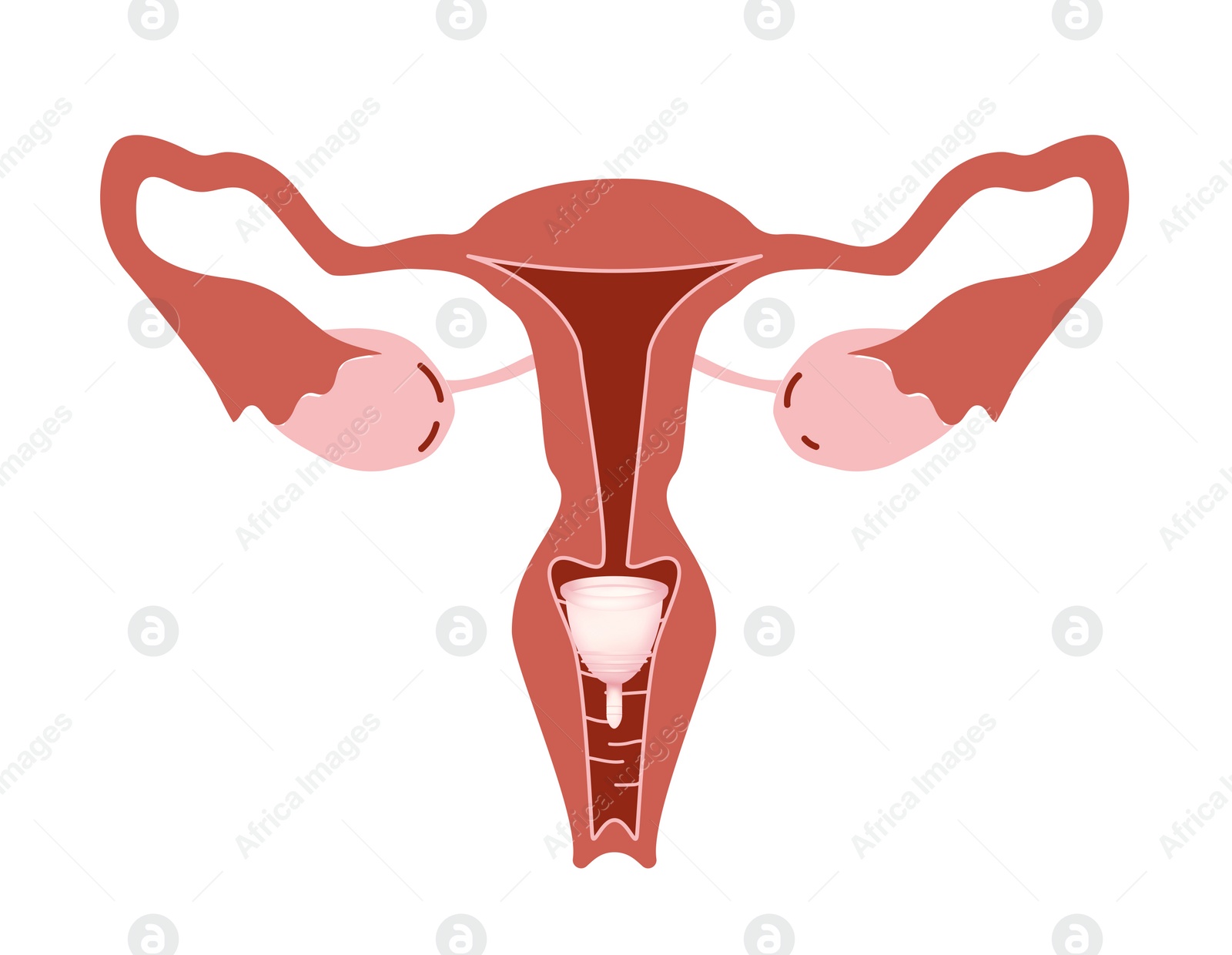 Illustration of Instruction how to use menstrual cup during period. Female reproductive system on white background, illustration