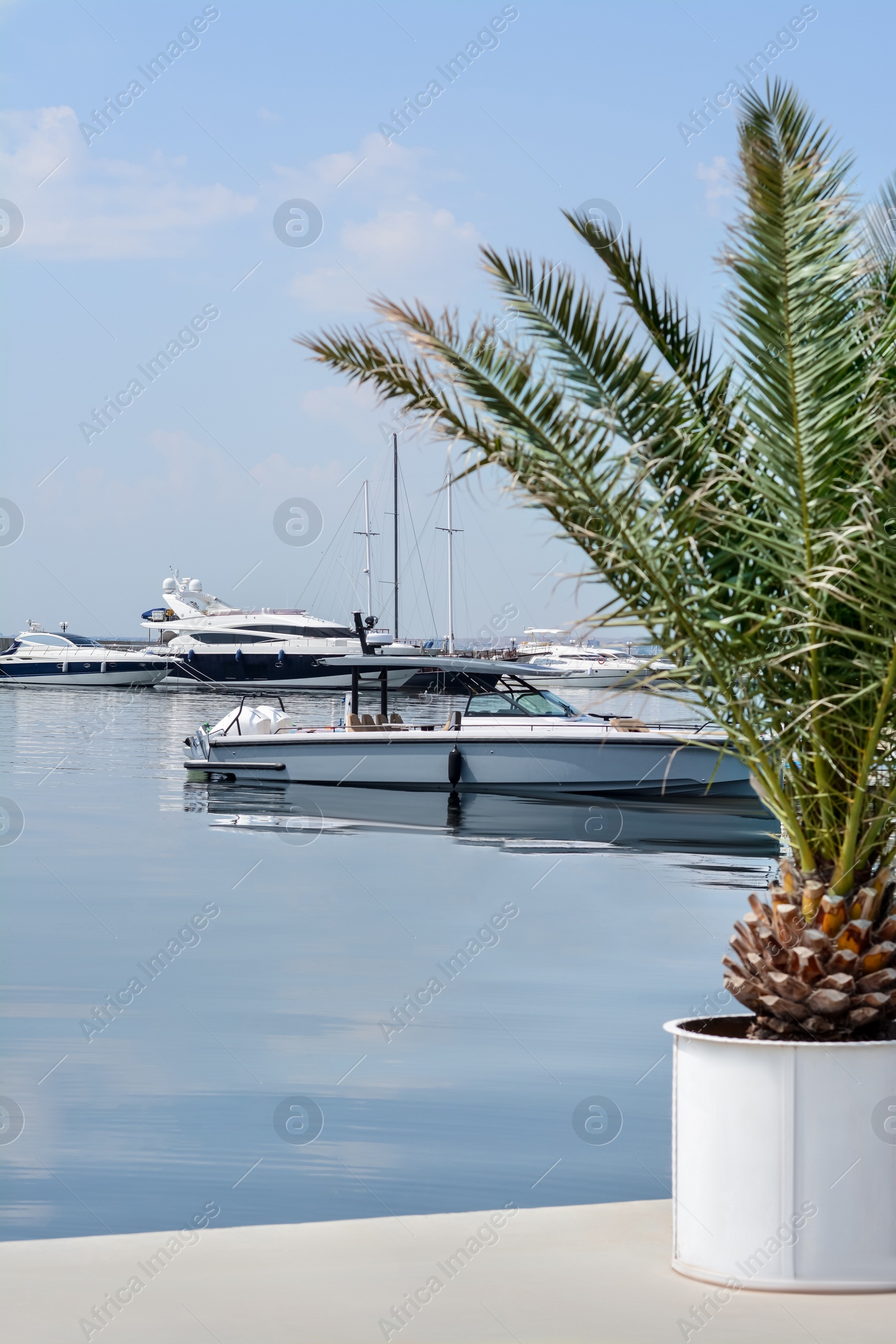 Photo of Beautiful view of concrete pier with moored boats and palm on sunny day