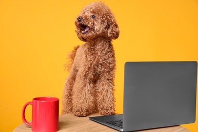 Cute Maltipoo dog at desk with laptop and red cup against orange background