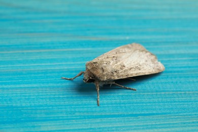 Photo of Paradrina clavipalpis moth on light blue wooden background