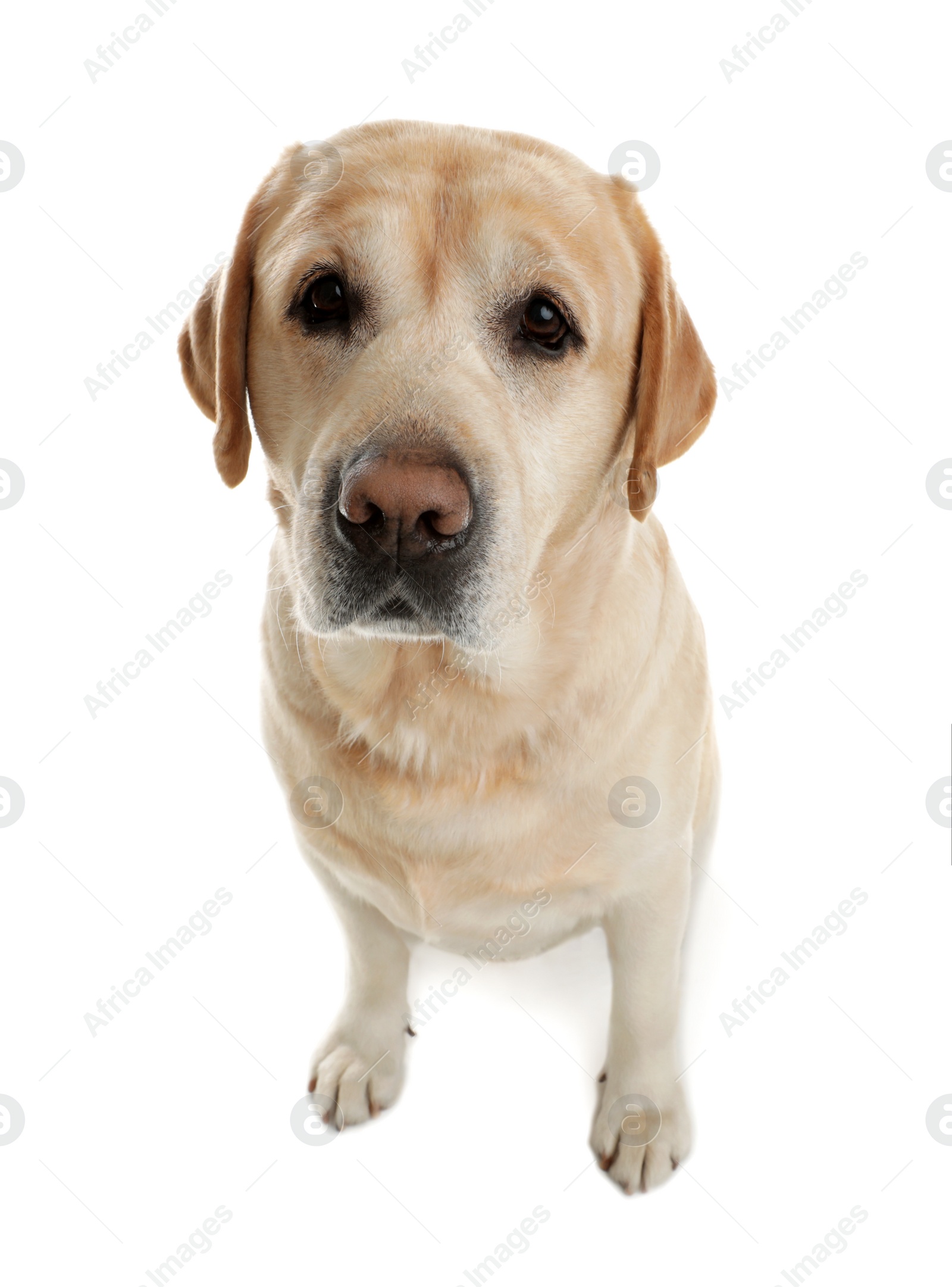 Photo of Yellow labrador retriever sitting on white background