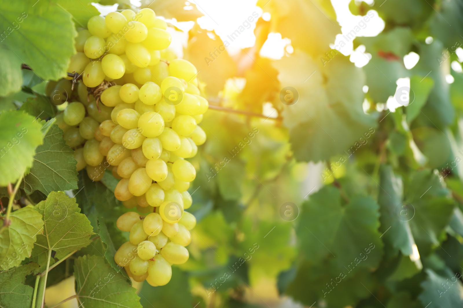 Photo of Delicious ripe grapes in vineyard. Harvest season