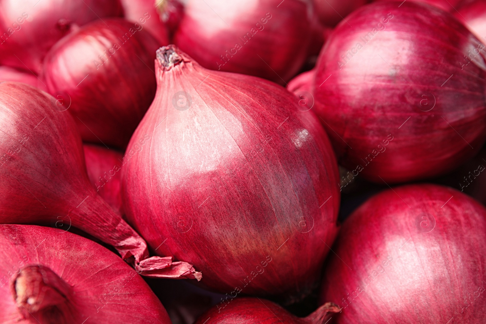 Photo of Fresh whole red onions as background, closeup