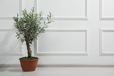 Photo of Beautiful young potted olive tree near white wall indoors, space for text. Interior element