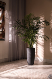 Photo of Beautiful large palm in room. Element of interior design