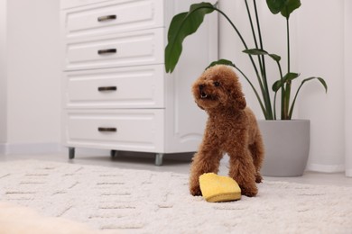 Photo of Cute Maltipoo dog near yellow slipper at home, space for text. Lovely pet