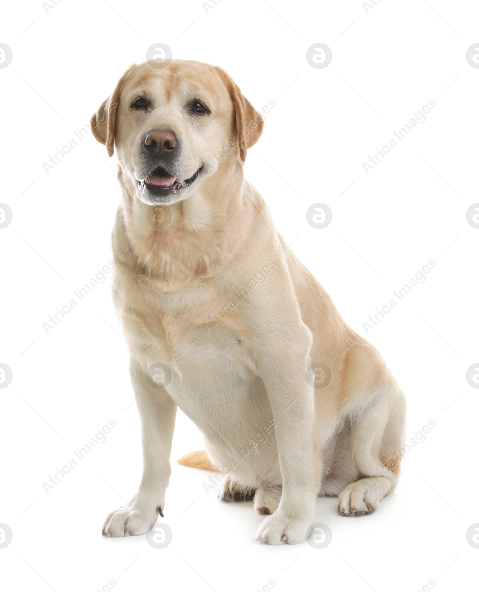 Photo of Yellow labrador retriever sitting on white background