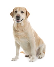 Photo of Yellow labrador retriever sitting on white background