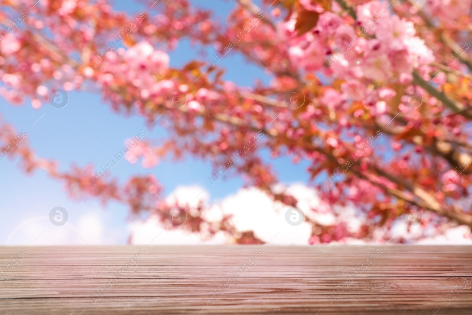 Image of Empty wooden surface and beautiful blossoming sakura tree on background