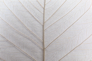 Photo of Closeup view of beautiful decorative skeleton leaf