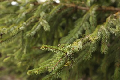 Photo of Green branch of beautiful conifer tree in forest, closeup