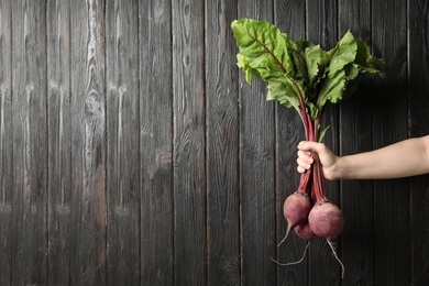 Woman holding raw ripe beets on black wooden background, closeup. Space for text