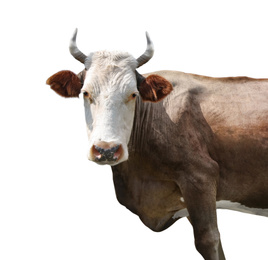 Image of Beautiful cow on white background. Animal husbandry