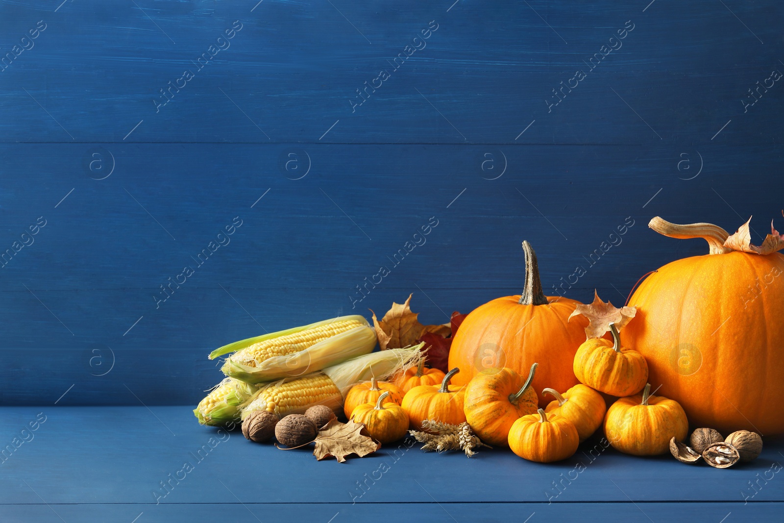 Photo of Thanksgiving day. Composition with pumpkins, leaves, walnuts and corn cobs on blue wooden table, space for text