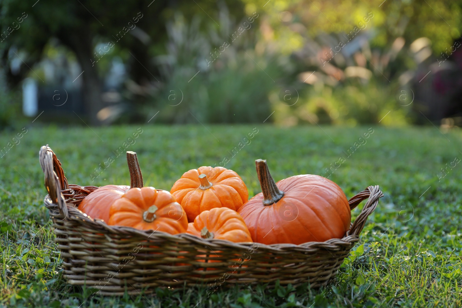 Photo of Wicker basket with whole ripe pumpkins on green grass outdoors