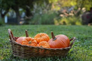 Photo of Wicker basket with whole ripe pumpkins on green grass outdoors