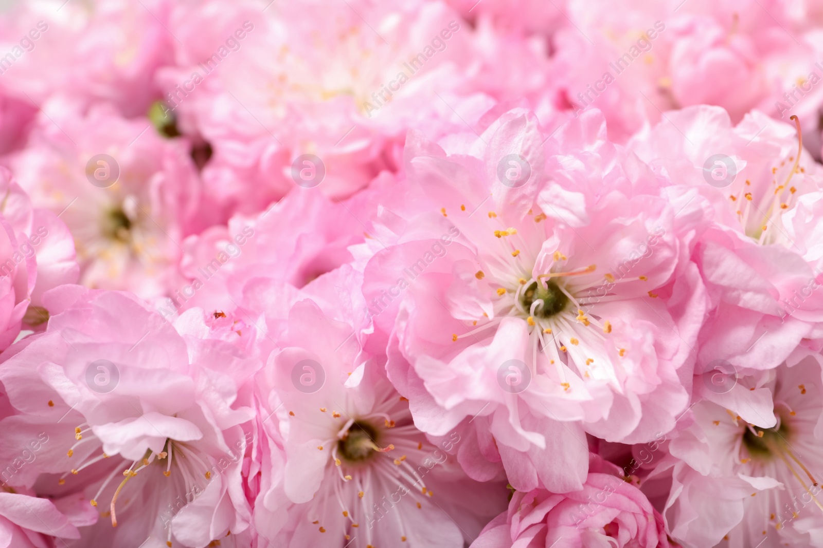 Photo of Beautiful sakura tree blossoms as background, closeup