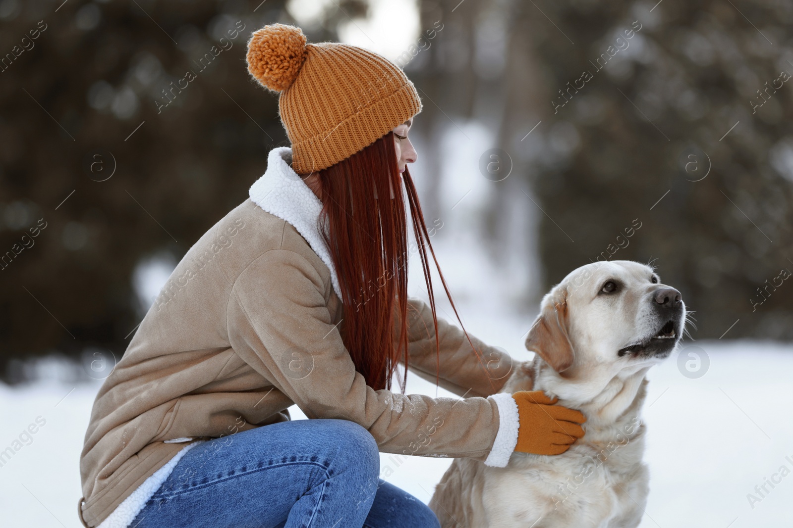 Photo of Beautiful young woman with adorable Labrador Retriever on winter day outdoors