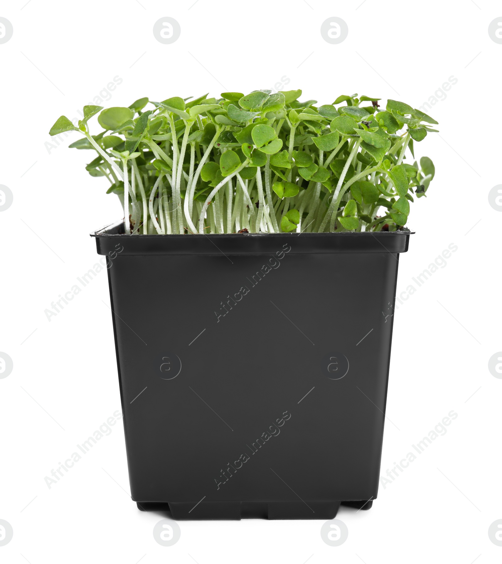 Photo of Fresh organic microgreen in pot on white background