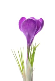 Beautiful purple crocus flower isolated on white