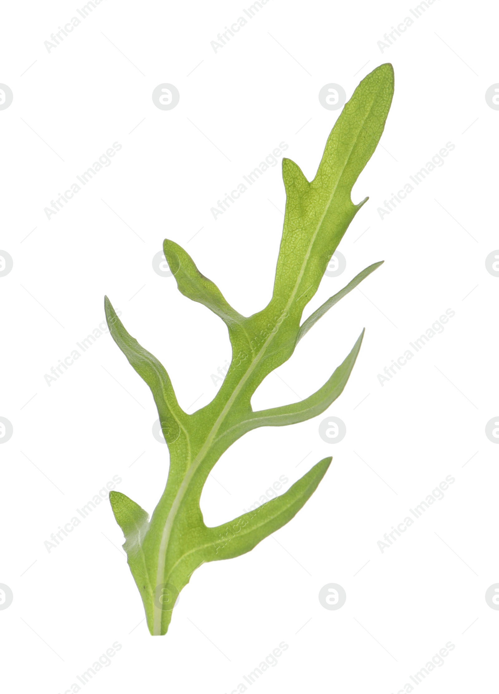 Photo of Leaf of fresh arugula isolated on white