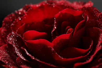 Photo of Closeup view of beautiful blooming rose with dew drops on black background