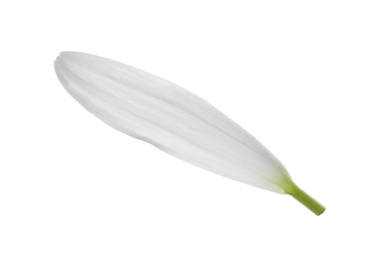 Photo of Beautiful fresh chamomile petal isolated on white