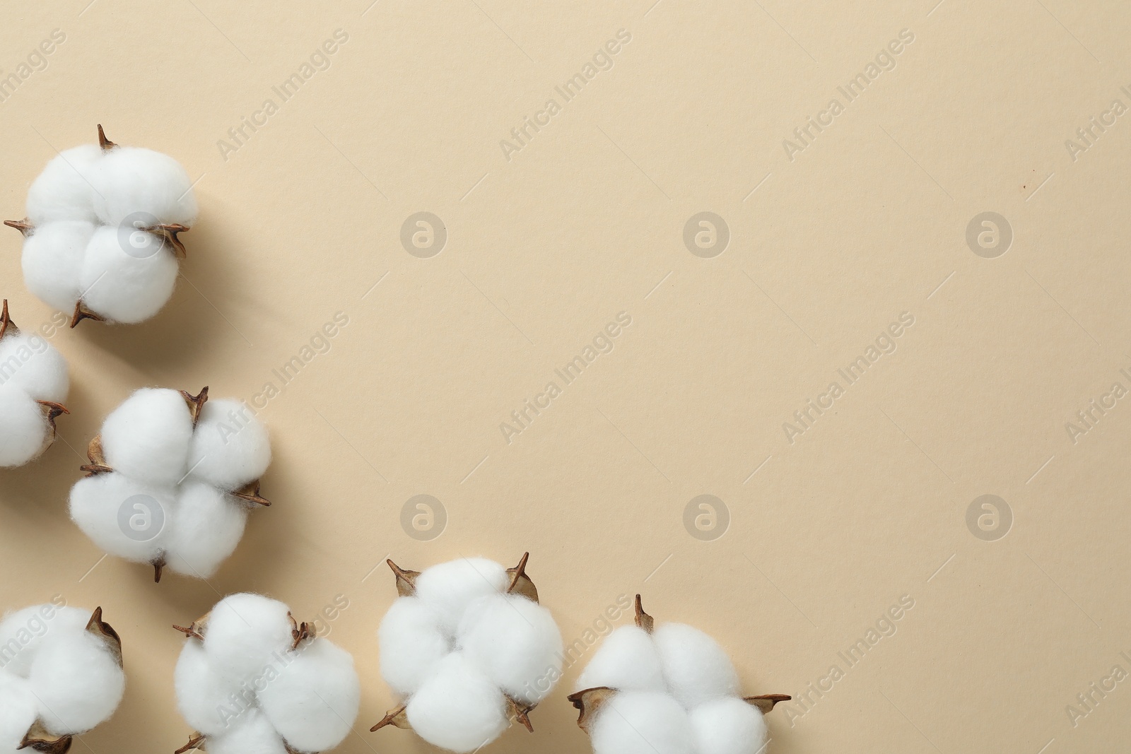 Photo of Fluffy cotton flowers on beige background, flat lay. Space for text