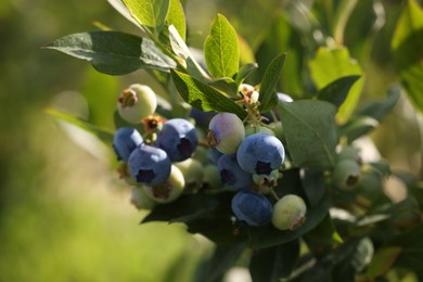 Photo of Wild blueberries growing outdoors, closeup. Seasonal berries