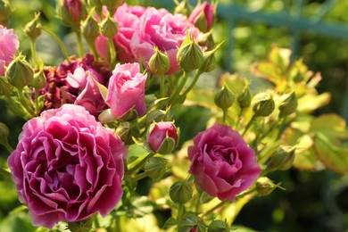 Photo of Beautiful blooming pink roses on bush outdoors, closeup