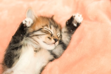 Cute little kitten sleeping on pink blanket, space for text