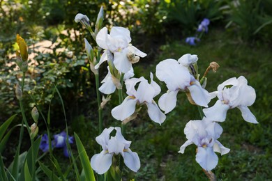 Photo of Beautiful white iris flowers growing in garden