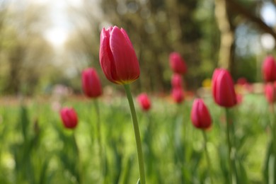 Photo of Beautiful pink tulips growing outdoors on sunny day, closeup