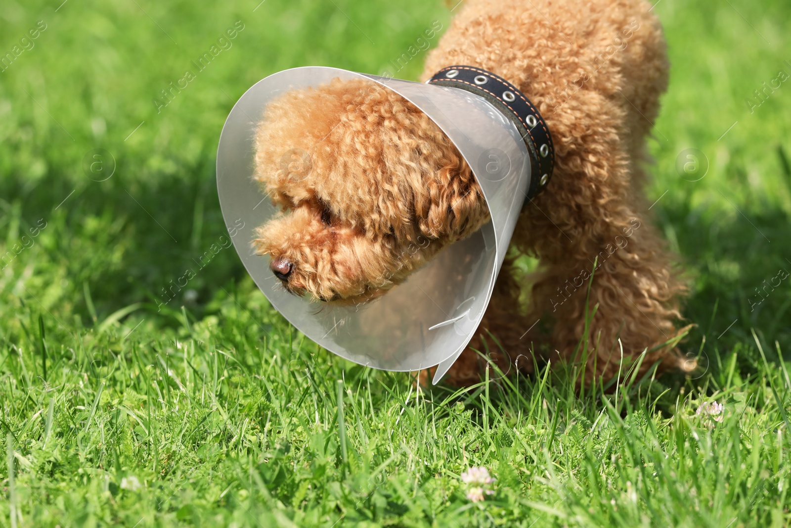 Photo of Cute Maltipoo dog with Elizabethan collar on green grass outdoors