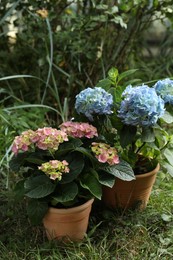 Photo of Beautiful blooming hortensia plants in pots outdoors