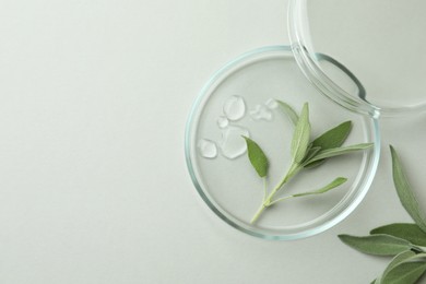 Photo of Flat lay composition with Petri dish and sage on light grey background. Space for text