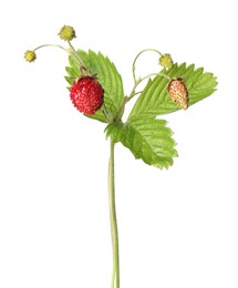 Photo of Stem of wild strawberry with berries and green leaves isolated on white