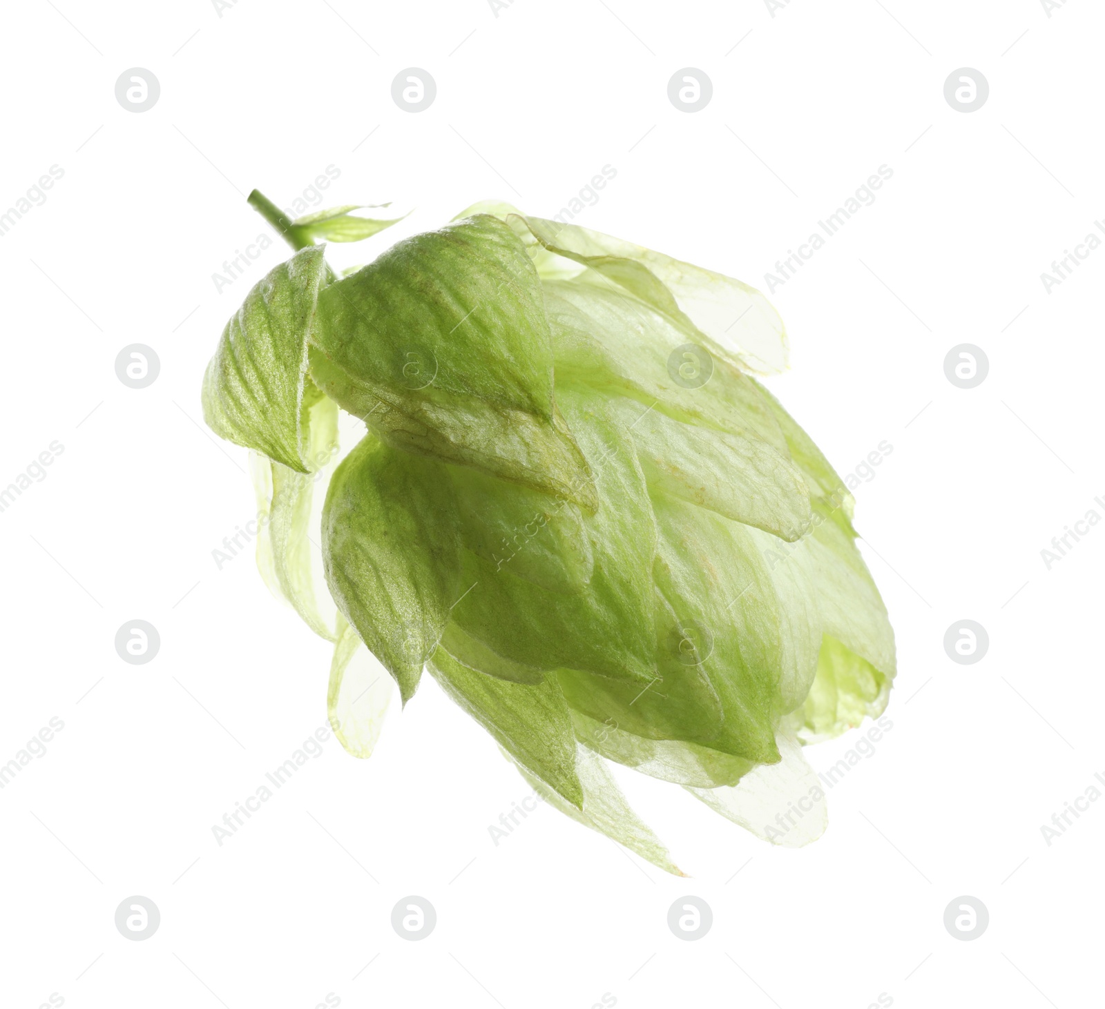 Photo of Fresh green hop flower isolated on white