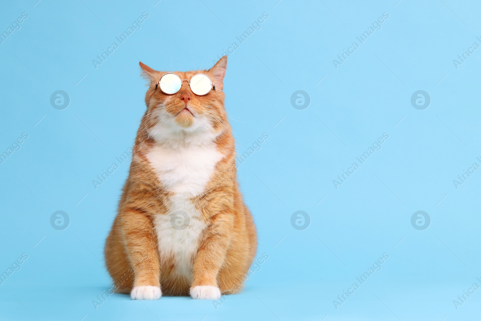 Photo of Cute ginger cat in stylish sunglasses on light blue background. Space for text